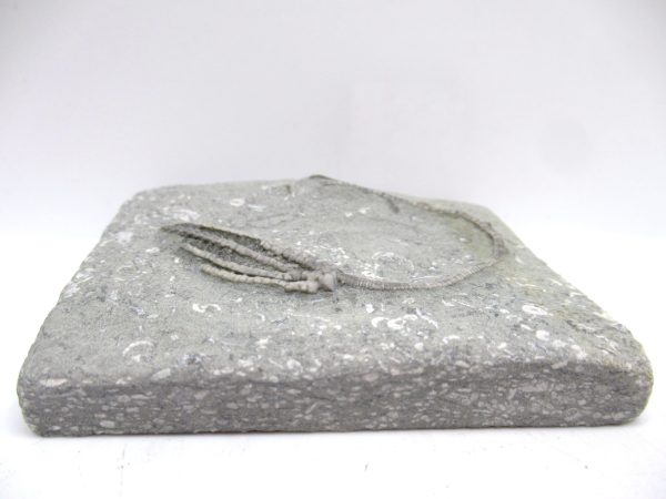 Genuine Mississippian Age Crawfordsville Crinoid Fossil for Sale from Indiana #159b