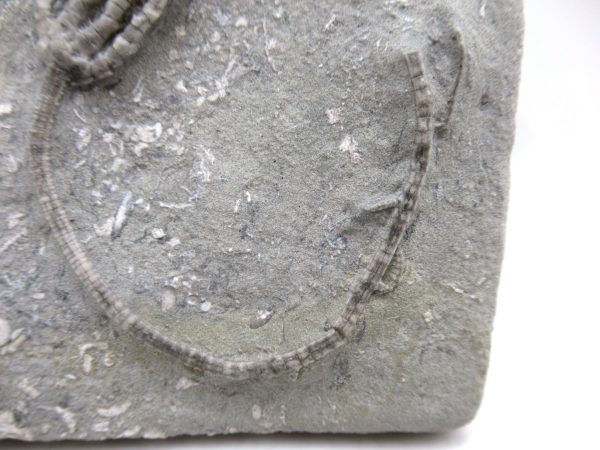 Genuine Mississippian Age Crawfordsville Crinoid Fossil for Sale from Indiana #159d