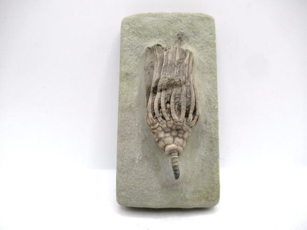 Genuine Mississippian Age Crawfordsville Crinoid Fossil for Sale from Indiana #160