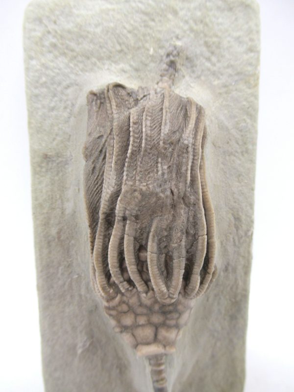 Genuine Mississippian Age Crawfordsville Crinoid Fossil for Sale from Indiana #160a