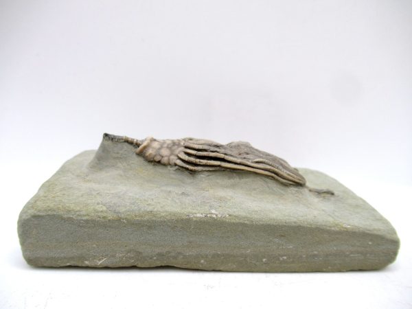 Genuine Mississippian Age Crawfordsville Crinoid Fossil for Sale from Indiana #160b