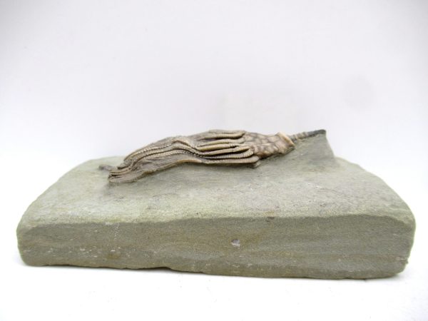 Genuine Mississippian Age Crawfordsville Crinoid Fossil for Sale from Indiana #160c