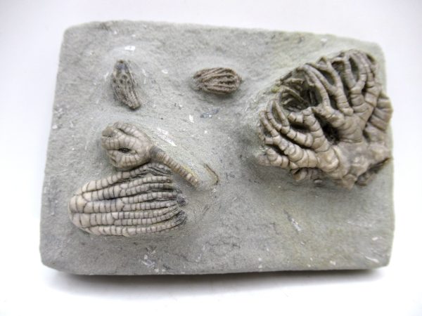 Genuine Mississippian Age Crawfordsville Crinoid Fossil for Sale from Indiana #161