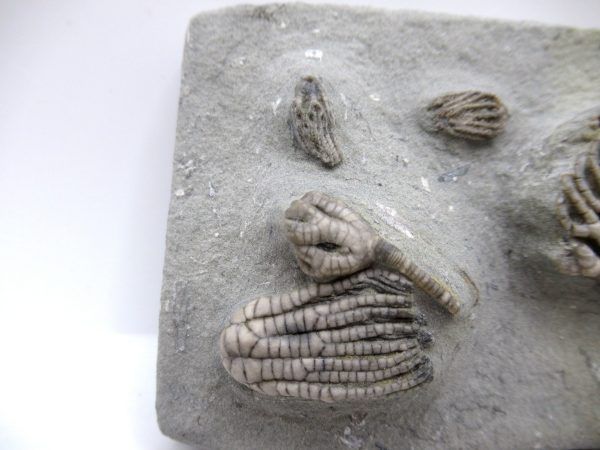 Genuine Mississippian Age Crawfordsville Crinoid Fossil for Sale from Indiana #161b