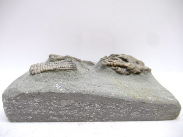 Genuine Mississippian Age Crawfordsville Crinoid Fossil for Sale from Indiana #161c