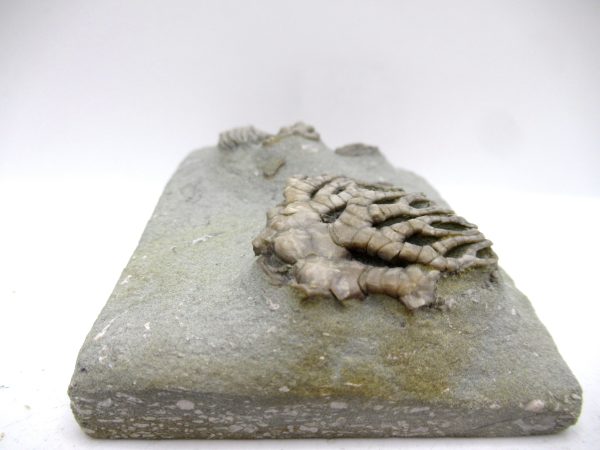 Genuine Mississippian Age Crawfordsville Crinoid Fossil for Sale from Indiana #161d