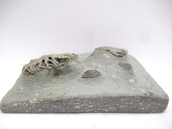 Genuine Mississippian Age Crawfordsville Crinoid Fossil for Sale from Indiana #161e