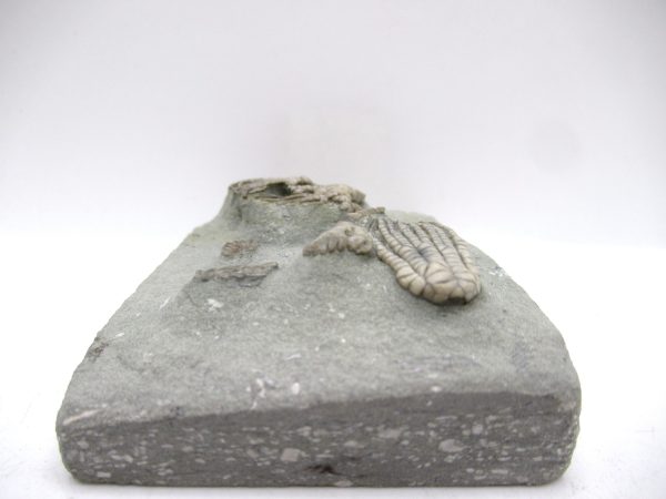 Genuine Mississippian Age Crawfordsville Crinoid Fossil for Sale from Indiana #161f