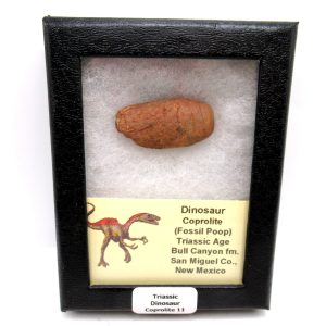 Genuine Jurassic Age Dinosaur Coprolite Fossil for Sale from Utah #11