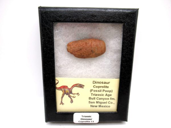 Genuine Jurassic Age Dinosaur Coprolite Fossil for Sale from Utah #11