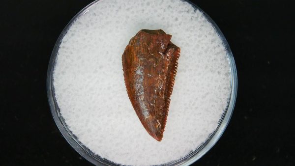 African "Raptor" Dinosaur Tooth - 77 - Image 2