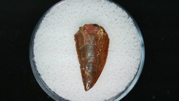 African "Raptor" Dinosaur Tooth - 77 - Image 3