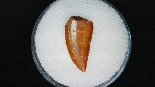 African "Raptor" Dinosaur Tooth - 79 - Image 2