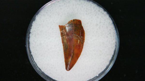 African "Raptor" Dinosaur Tooth - 80 - Image 3