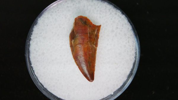 African "Raptor" Dinosaur Tooth - 80 - Image 2