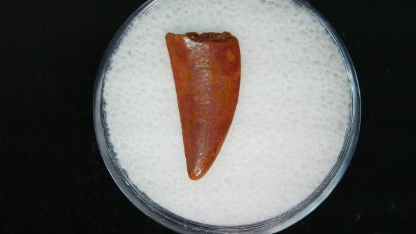 African "Raptor" Dinosaur Tooth - 81 - Image 3