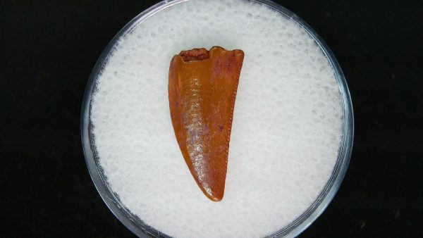 African "Raptor" Dinosaur Tooth - 81 - Image 2