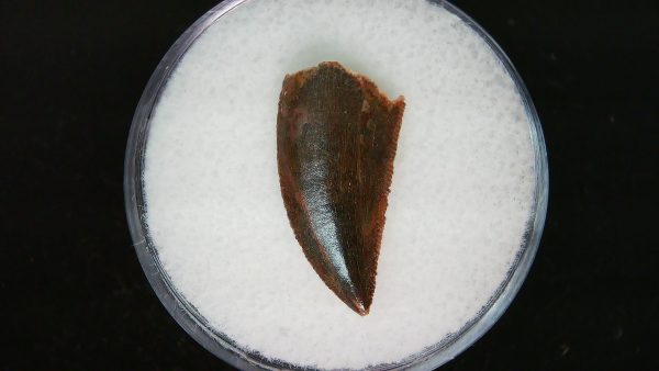 African "Raptor" Dinosaur Tooth - 82 - Image 2