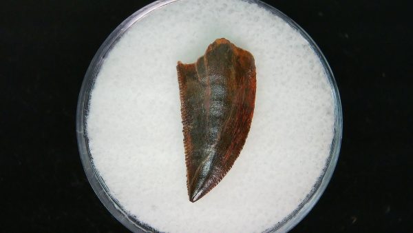 African "Raptor" Dinosaur Tooth - 82 - Image 3