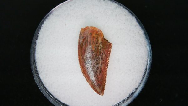 African "Raptor" Dinosaur Tooth - 83 - Image 2