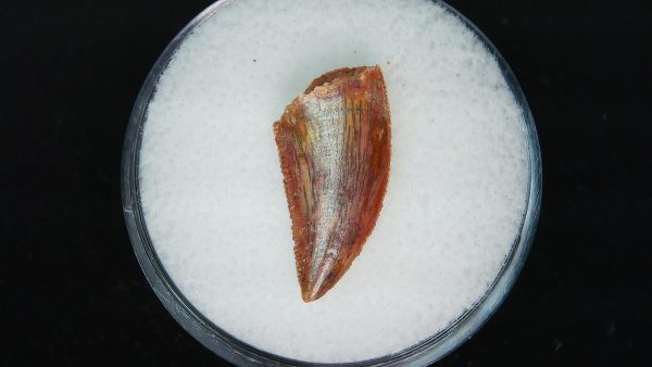 African "Raptor" Dinosaur Tooth - 83 - Image 3