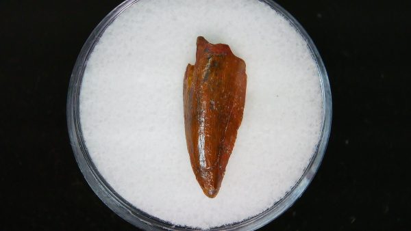 African "Raptor" Dinosaur Tooth - 84 - Image 2