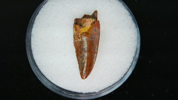 African "Raptor" Dinosaur Tooth - 84 - Image 3