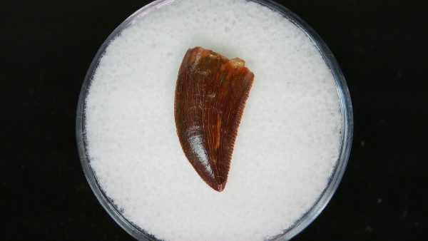 African "Raptor" Dinosaur Tooth - 86 - Image 2