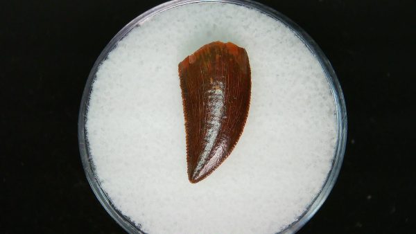 African "Raptor" Dinosaur Tooth - 86 - Image 3