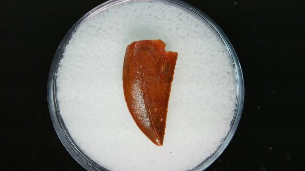 African "Raptor" Dinosaur Tooth - 87 - Image 2