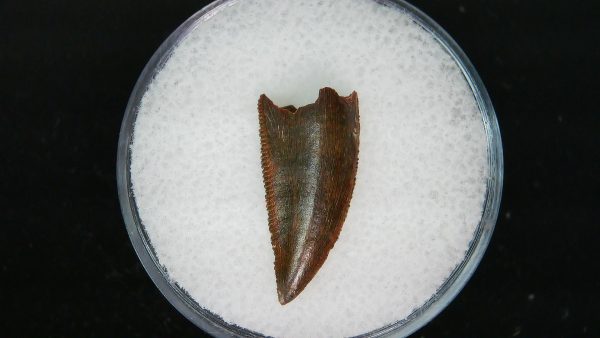 African "Raptor" Dinosaur Tooth - 88 - Image 3