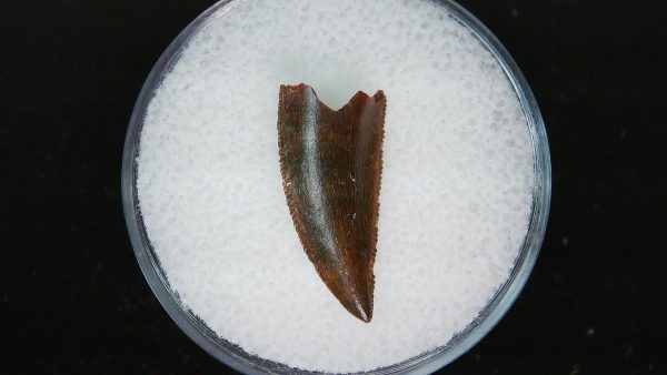 African "Raptor" Dinosaur Tooth - 88 - Image 2