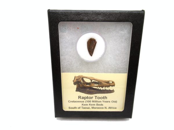 African "Raptor" Dinosaur Tooth - 77