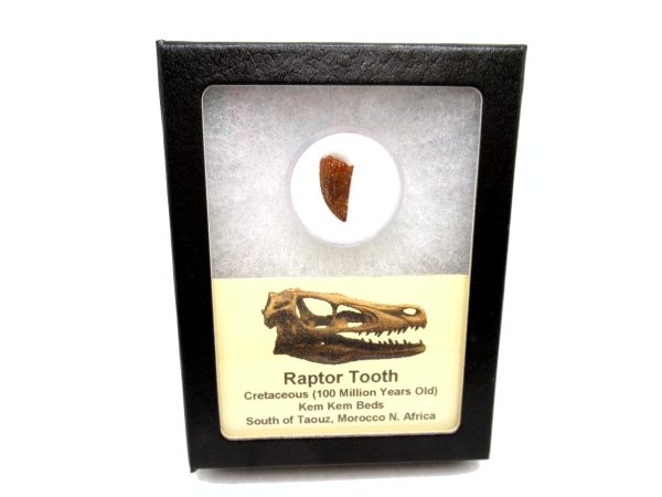 African "Raptor" Dinosaur Tooth - 78