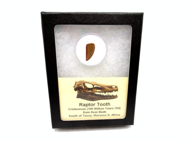 African "Raptor" Dinosaur Tooth - 79