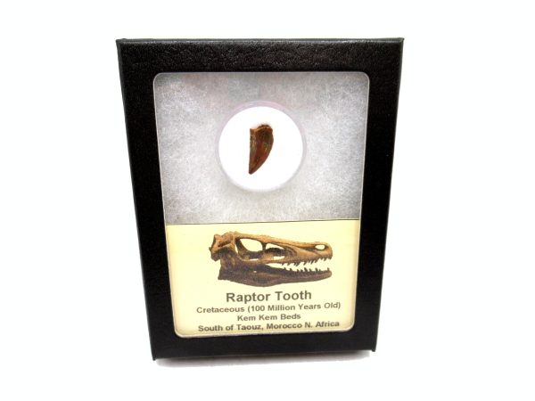 African "Raptor" Dinosaur Tooth - 80