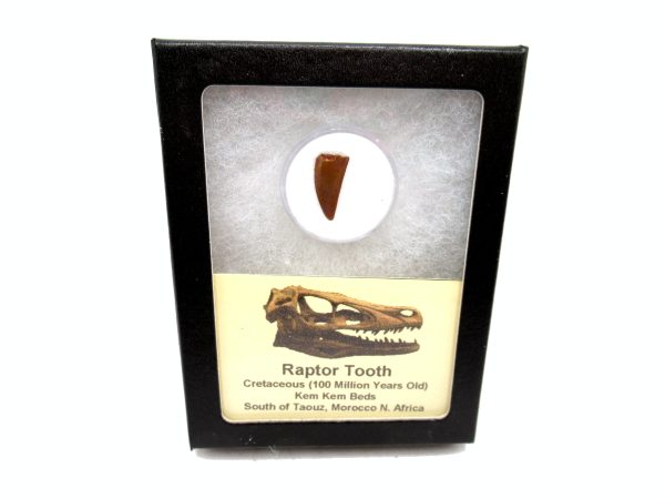 African "Raptor" Dinosaur Tooth - 81