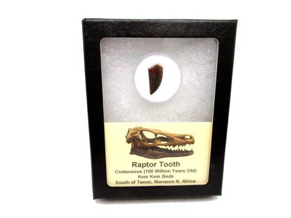 African "Raptor" Dinosaur Tooth - 82