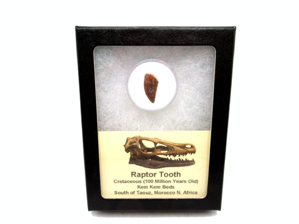 African "Raptor" Dinosaur Tooth - 83