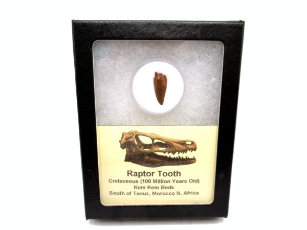 African "Raptor" Dinosaur Tooth - 84