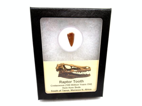 Genuine Cretaceous Age Raptor Dinosaur Tooth Fossils For Sale From Morocco #85