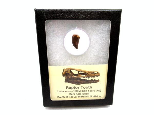 African "Raptor" Dinosaur Tooth - 86