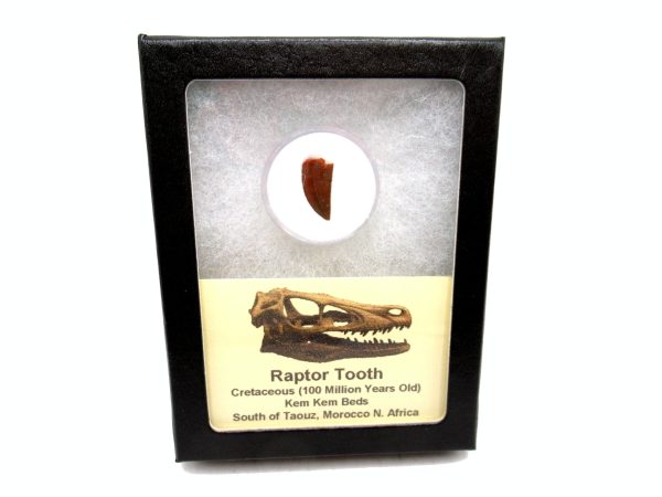 African "Raptor" Dinosaur Tooth - 87