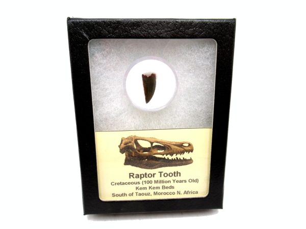 African "Raptor" Dinosaur Tooth - 88