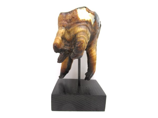 Genuine Pleistocene Age Woolly Rhinoceros Tooth Fossils for Sale from Russia #15a