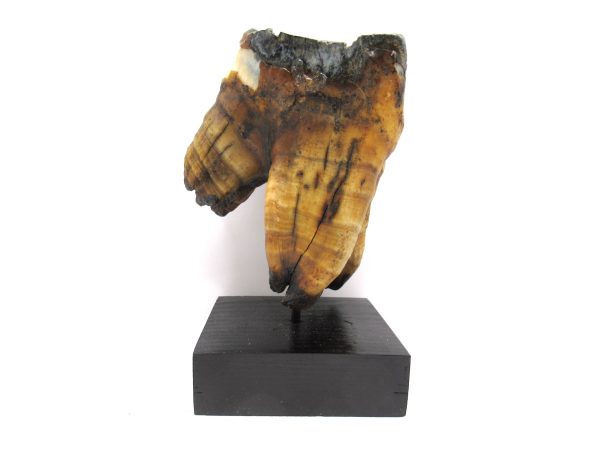 Genuine Pleistocene Age Woolly Rhinoceros Tooth Fossils for Sale from Russia #15b