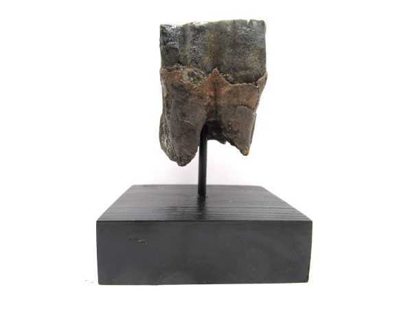 Genuine Pleistocene Age Woolly Rhinoceros Tooth Fossils for Sale from Russia #16a