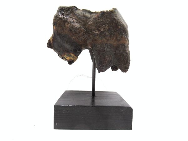 Genuine Pleistocene Age Woolly Rhinoceros Tooth Fossils for Sale from Russia #17