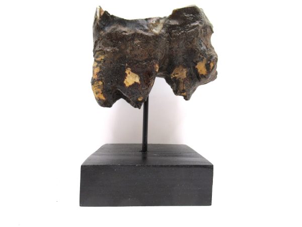 Genuine Pleistocene Age Woolly Rhinoceros Tooth Fossils for Sale from Russia #17b