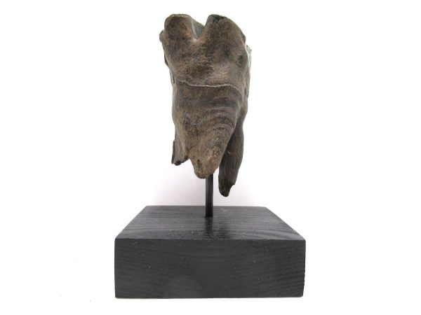 Genuine Pleistocene Age Woolly Rhinoceros Tooth Fossils for Sale from Russia #18c